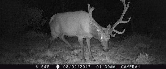 CAN WILDLIFE LIKE DEER AND BEARS  SEE TRAIL CAMERA FLASHES?
